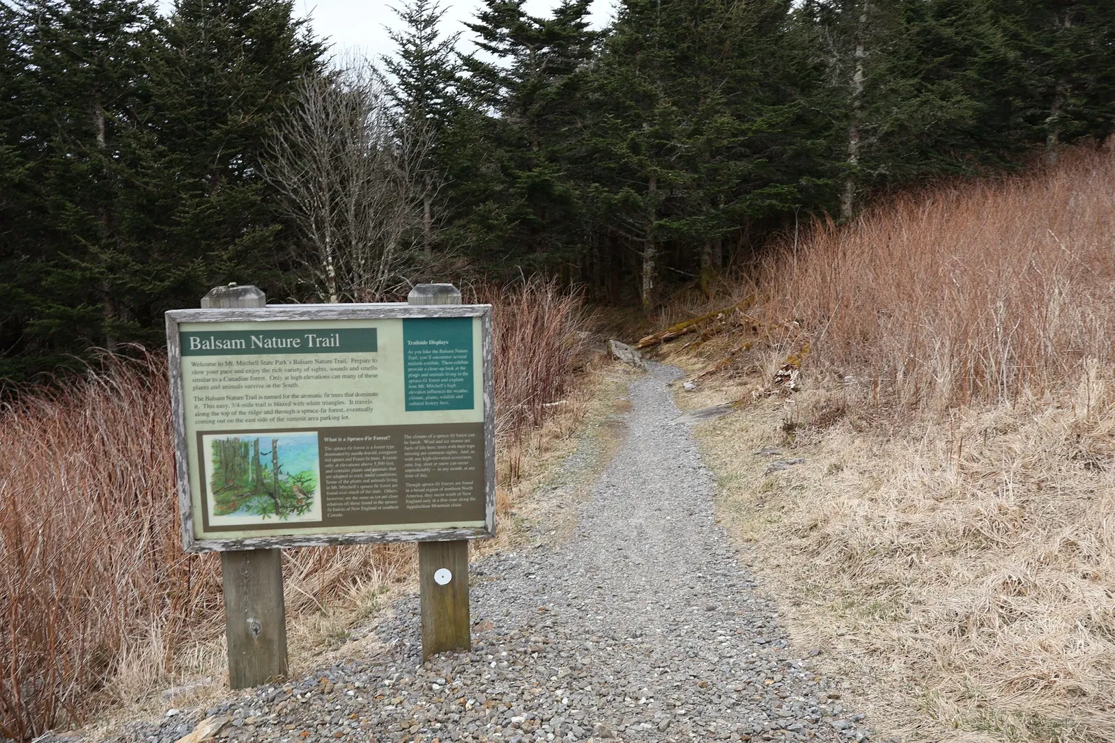 Mount Mitchell State Park