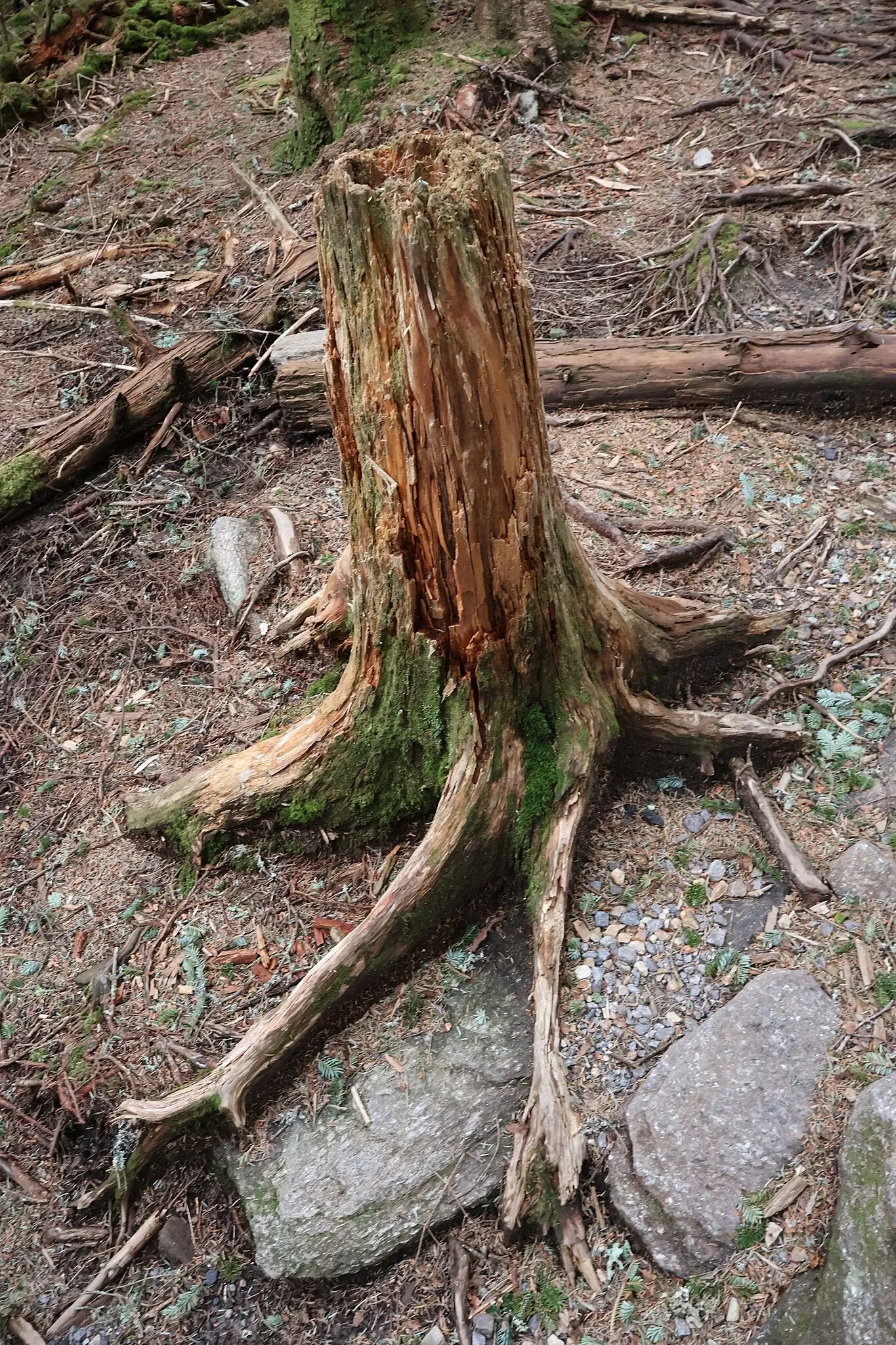 Mount Mitchell State Park
