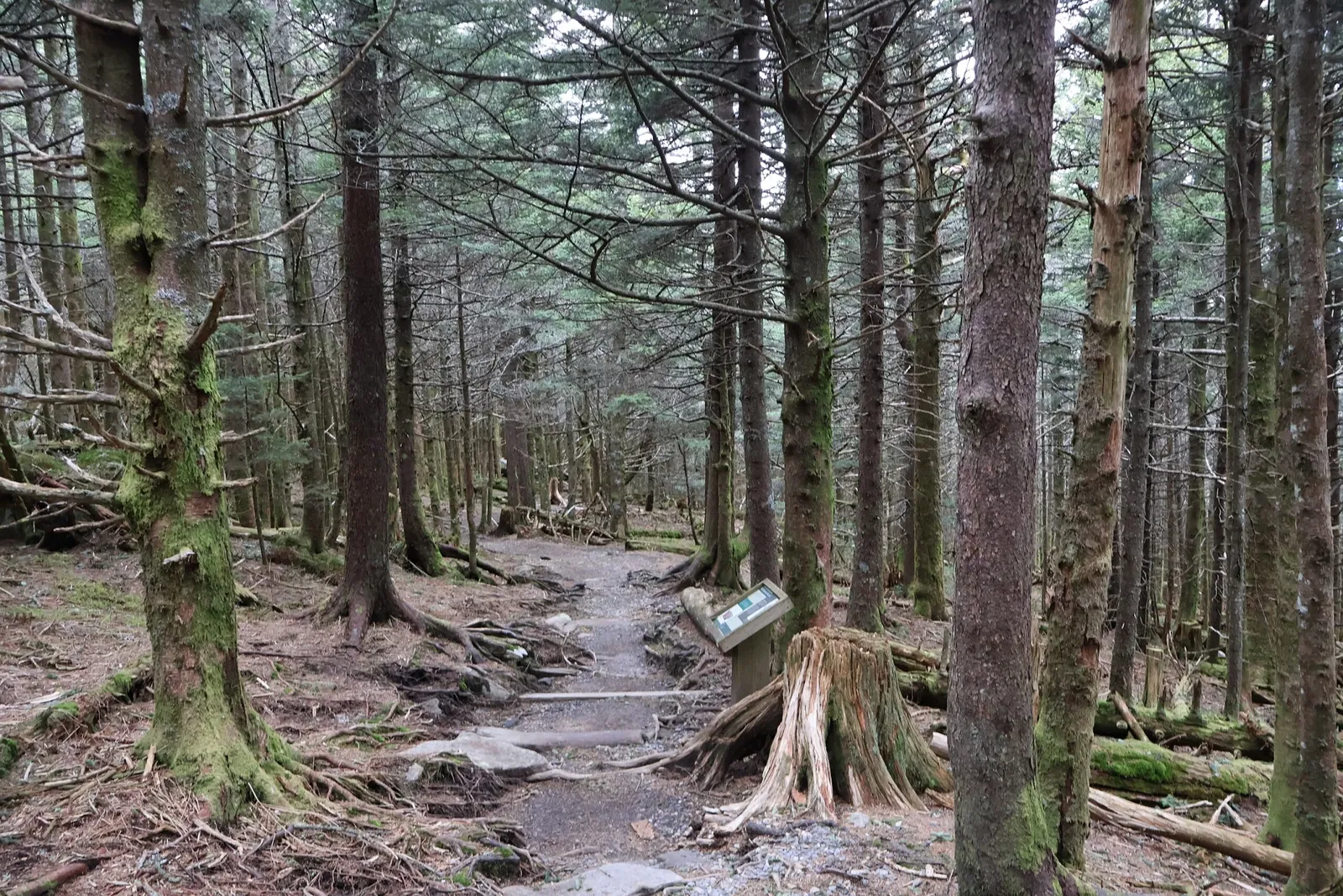 Mount Mitchell State Park