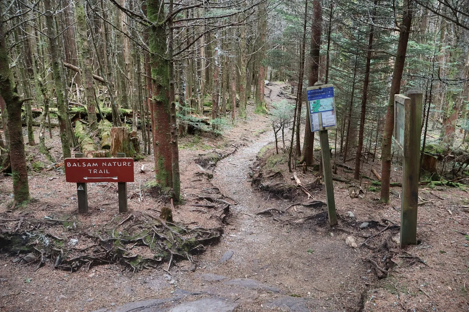 Mount Mitchell State Park