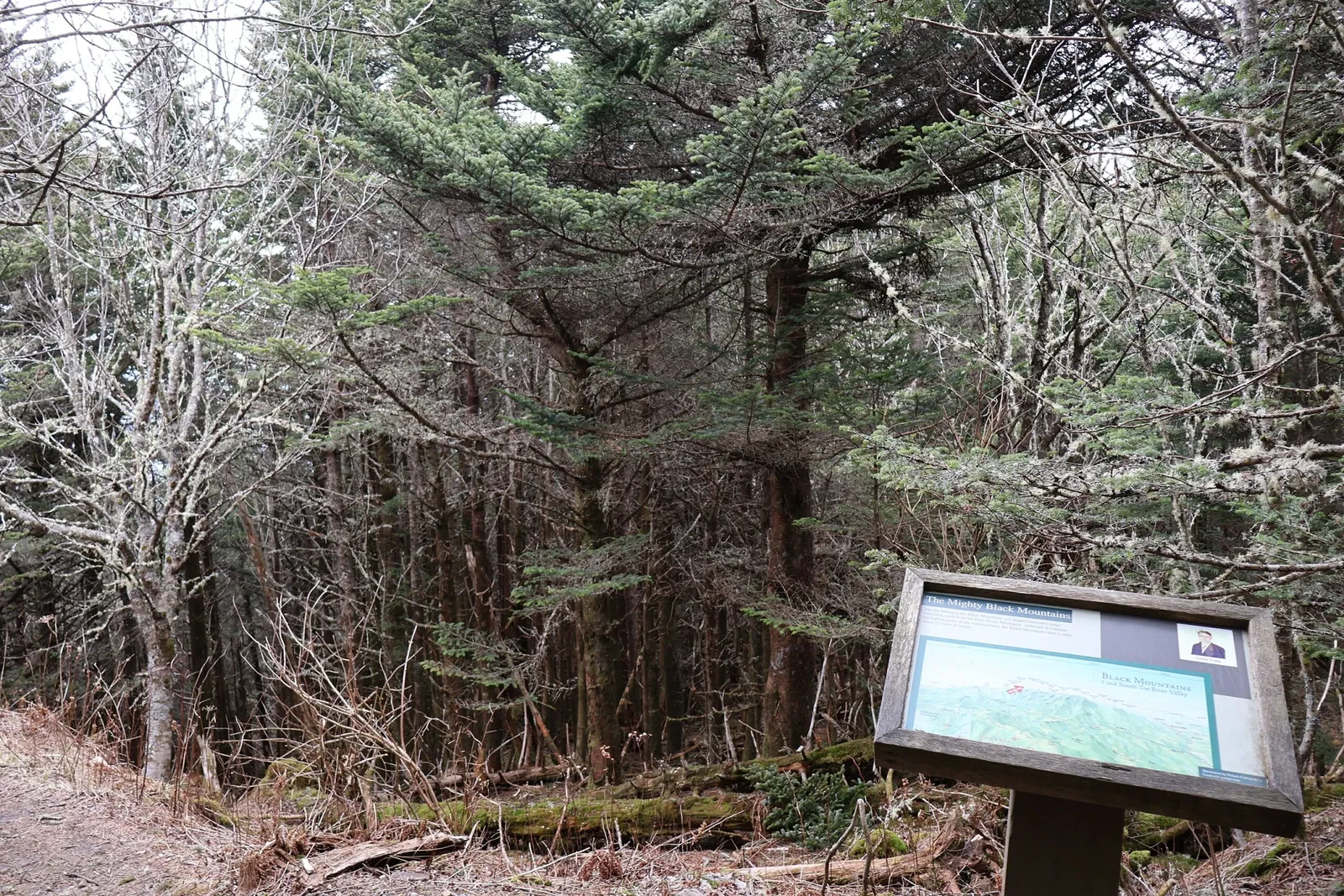 Mount Mitchell State Park