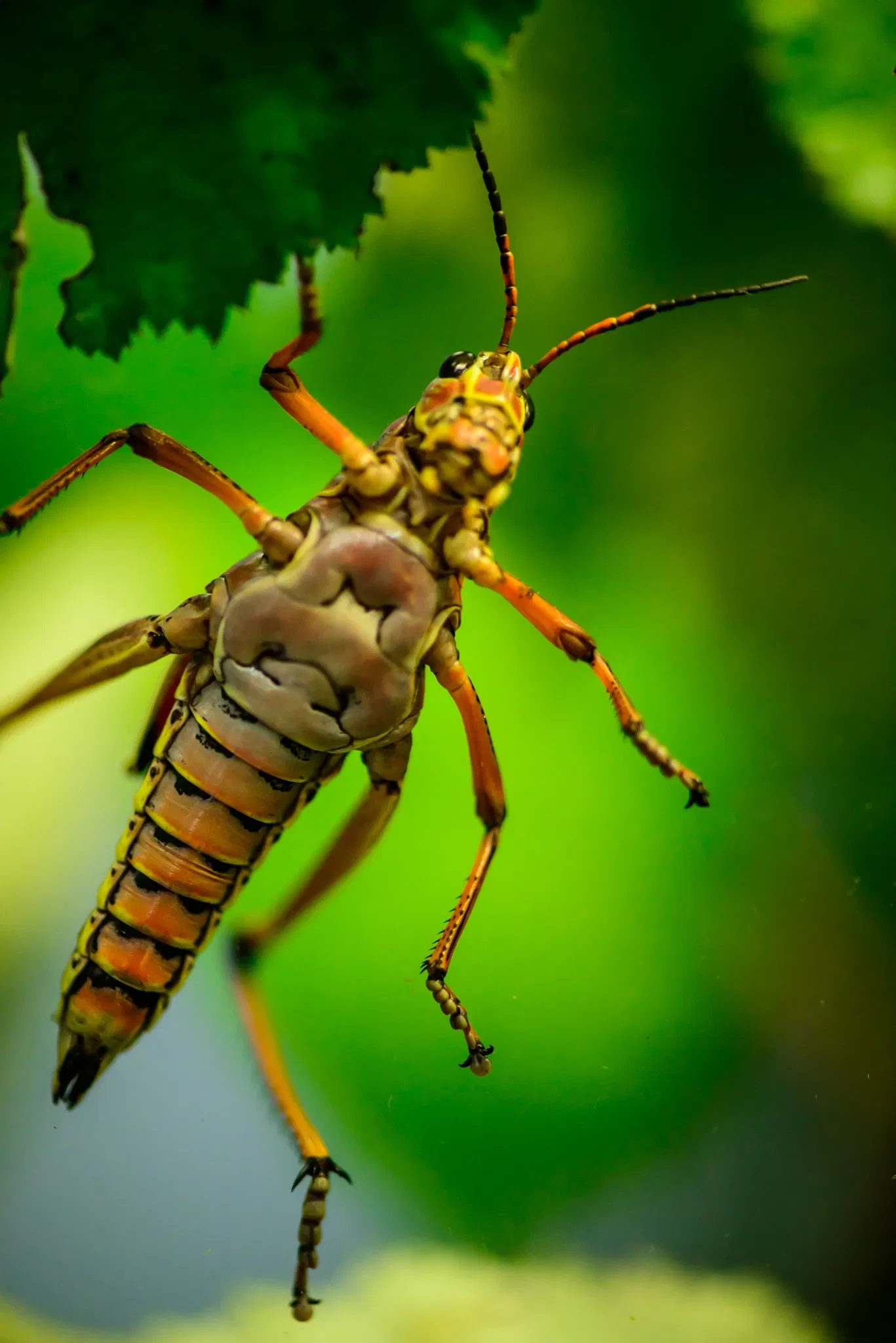 Victoria Bug Zoo