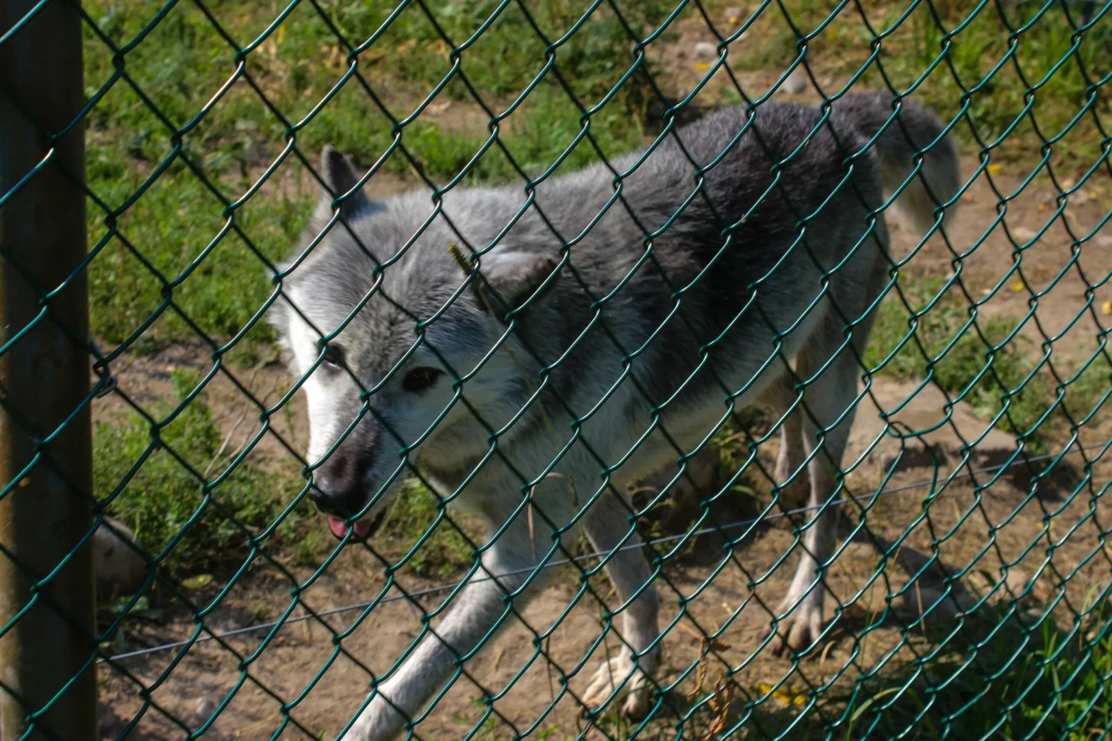 Jungle Cat World Wildlife Park