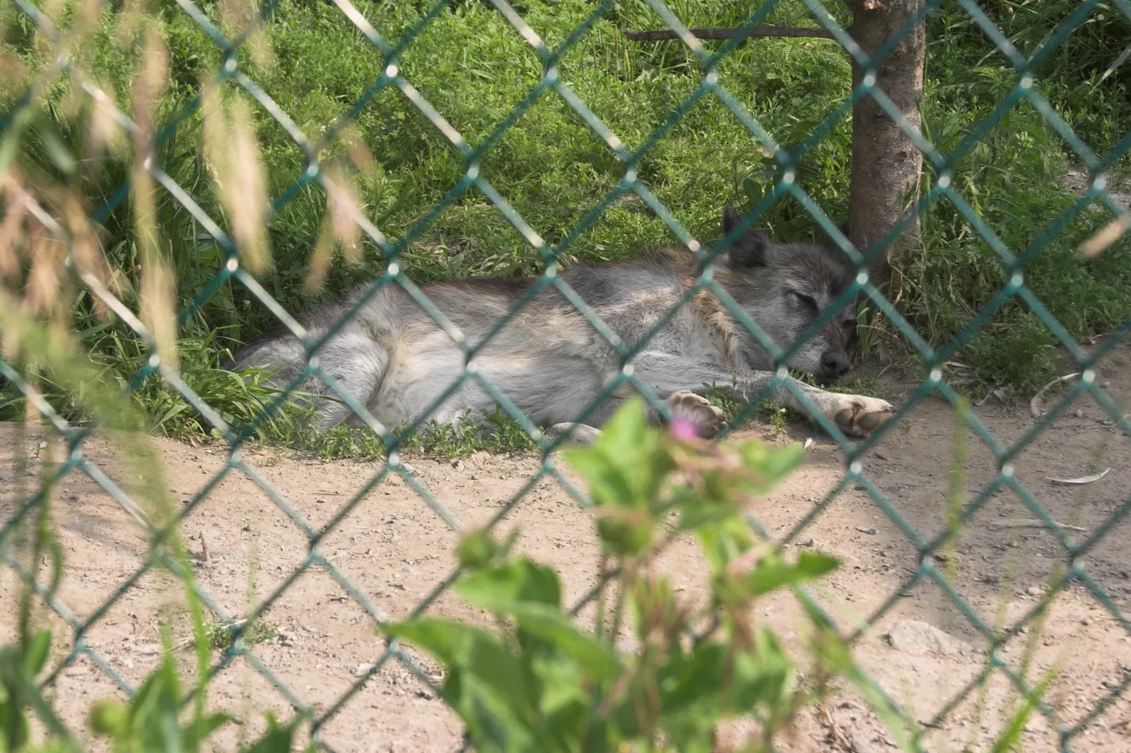 Jungle Cat World Wildlife Park