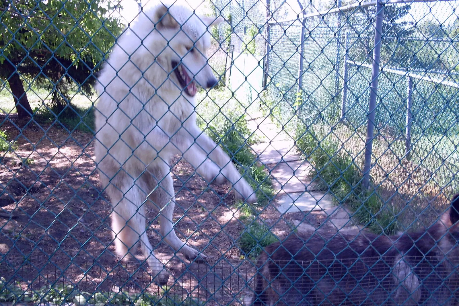Jungle Cat World Wildlife Park