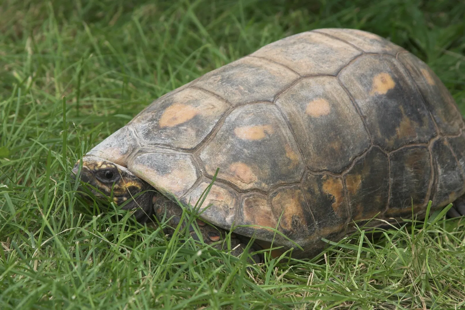 Jungle Cat World Wildlife Park