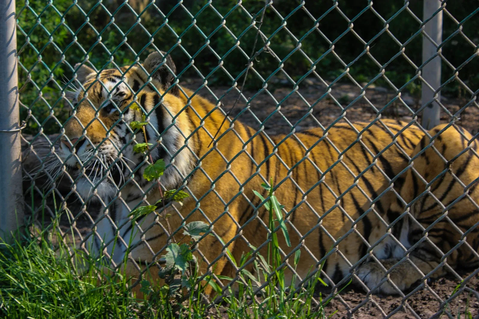 Jungle Cat World Wildlife Park