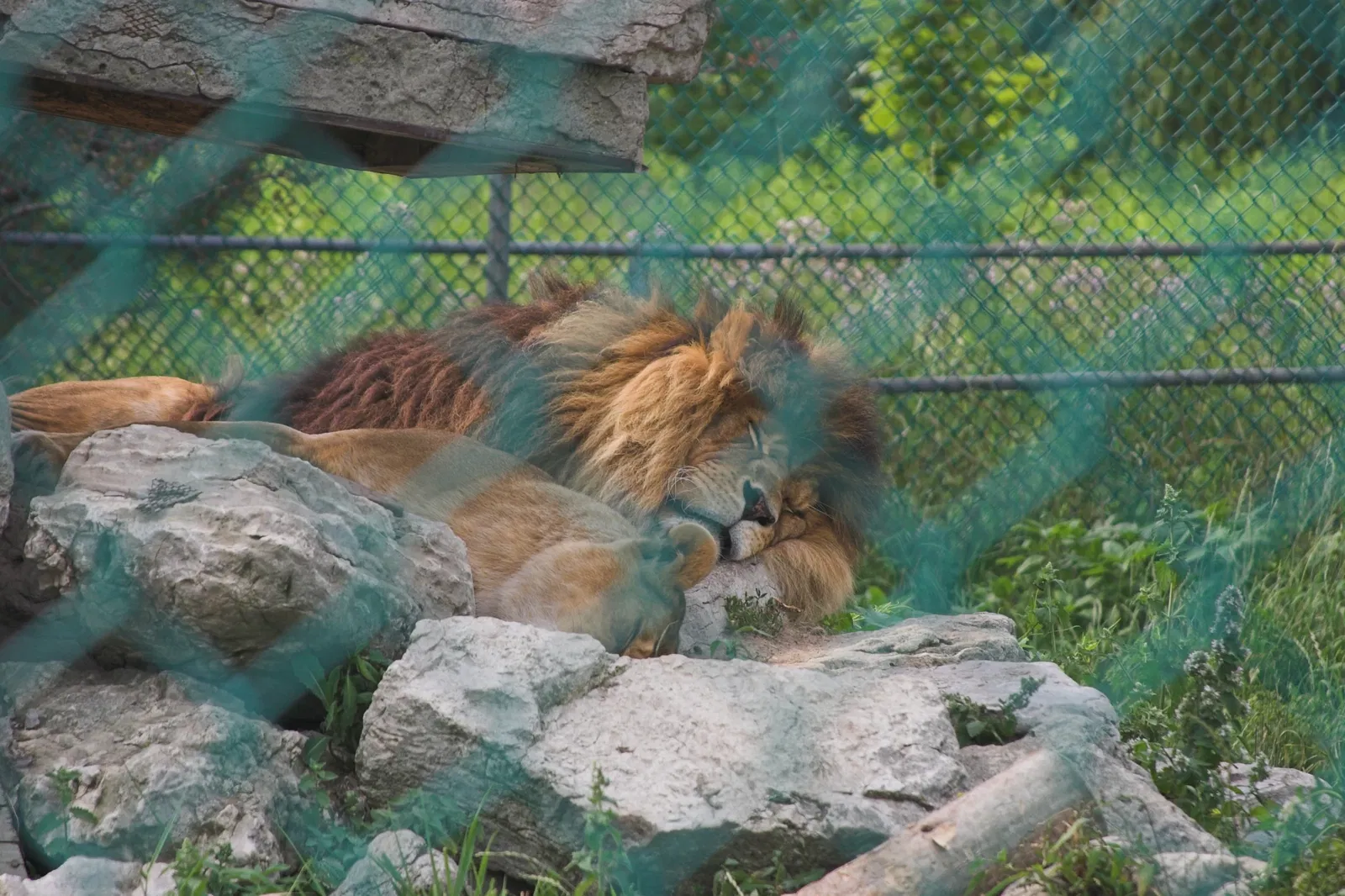 Jungle Cat World Wildlife Park