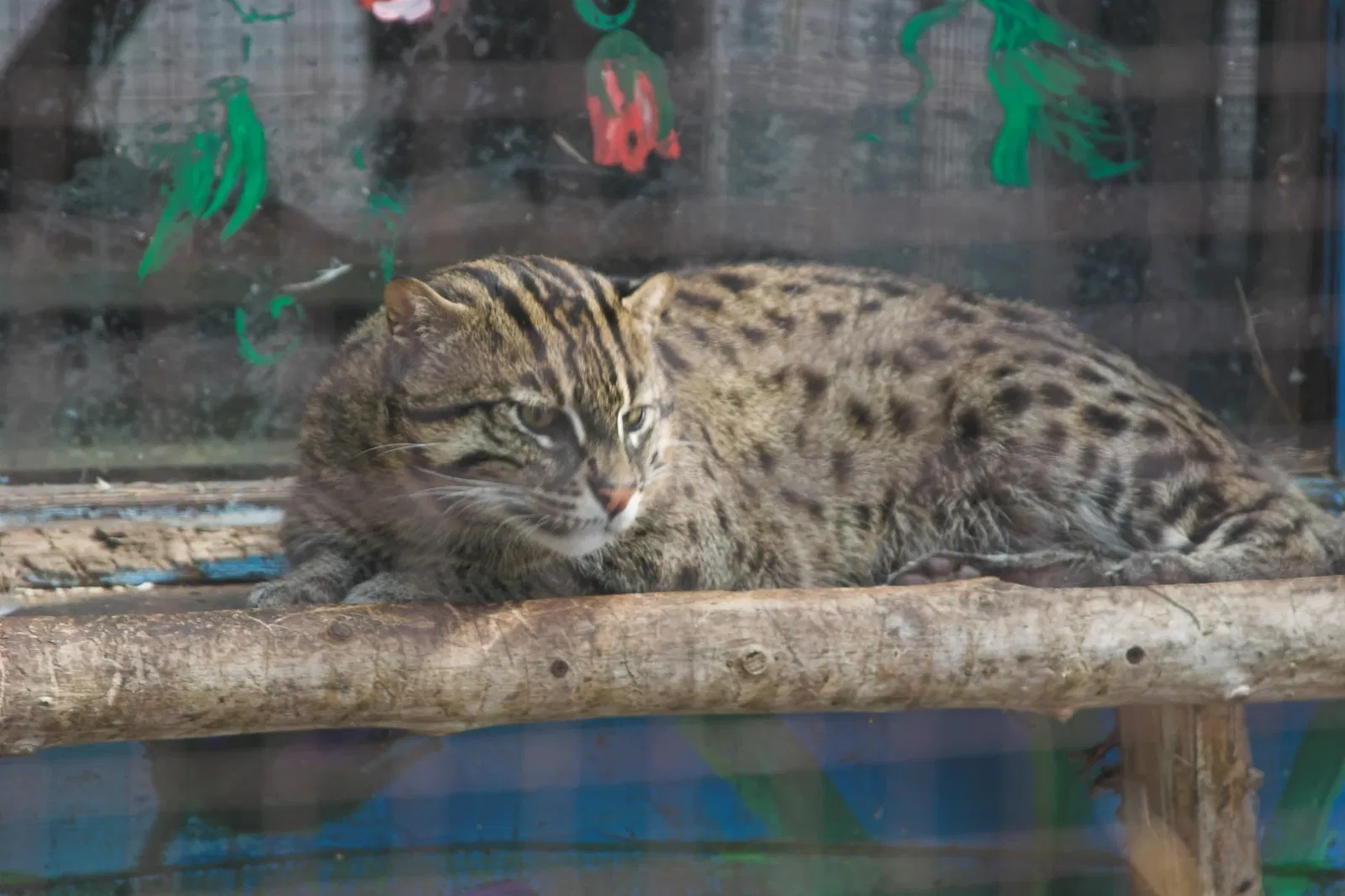 Jungle Cat World Wildlife Park
