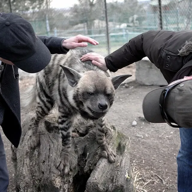 Jungle Cat World Wildlife Park