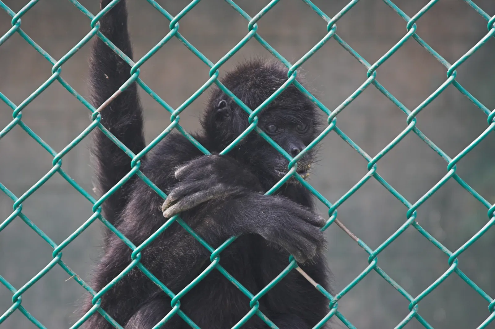 Jungle Cat World Wildlife Park