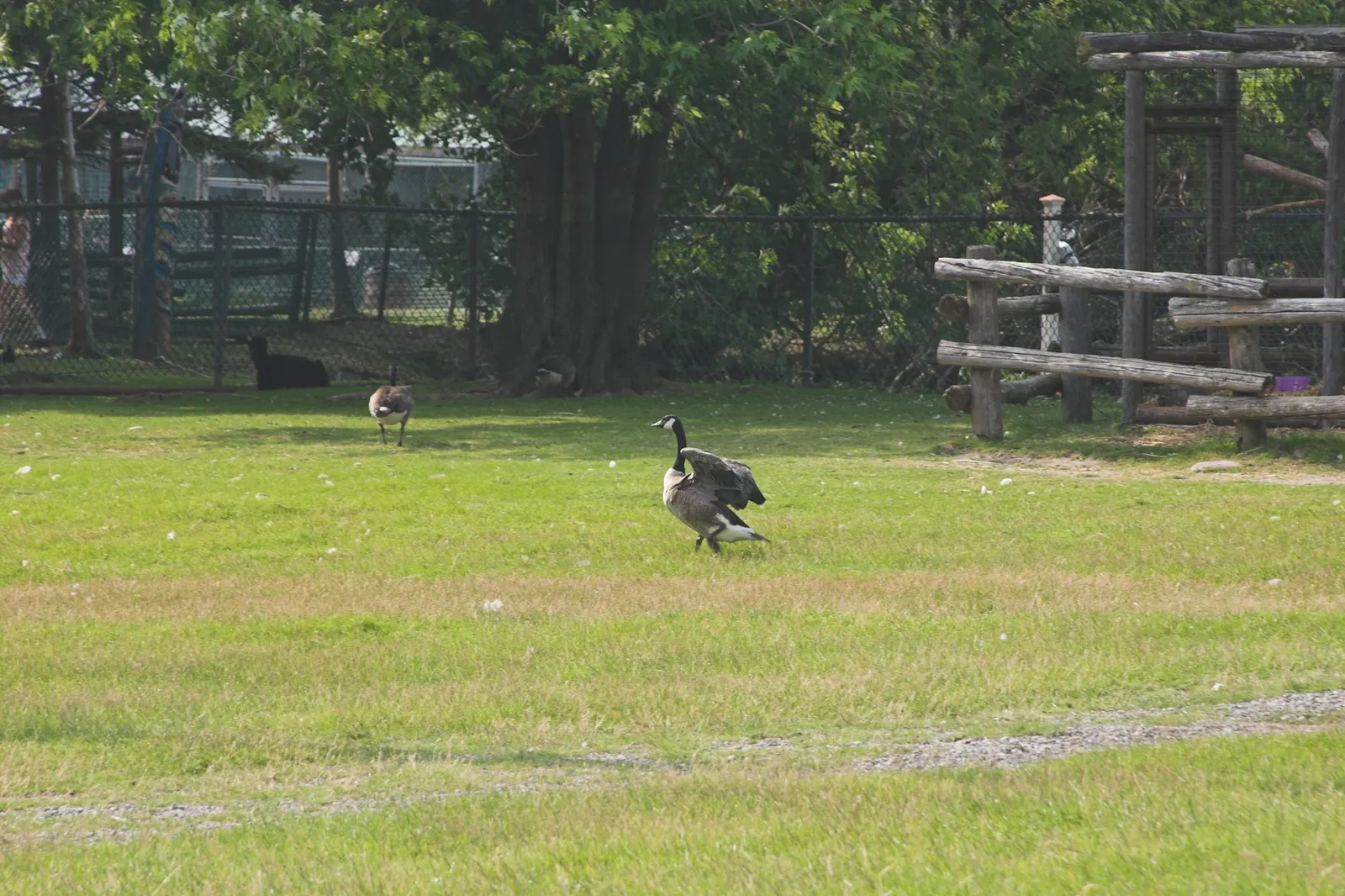 Jungle Cat World Wildlife Park