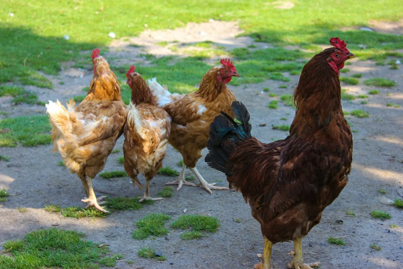 Jungle Cat World Wildlife Park