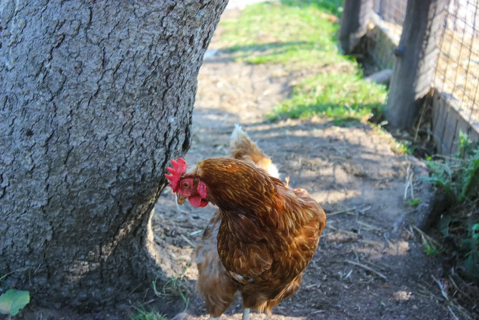 Jungle Cat World Wildlife Park