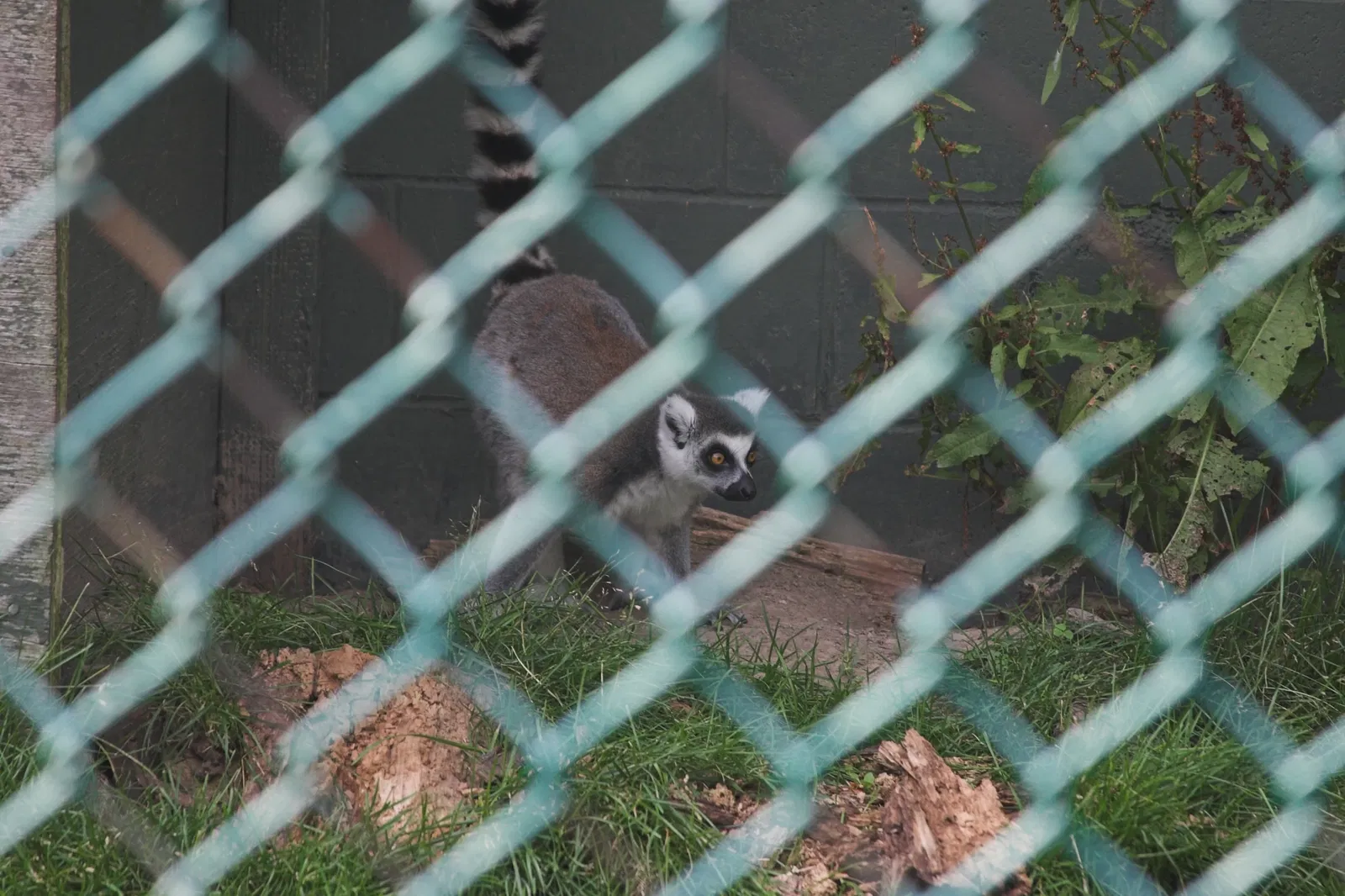 Jungle Cat World Wildlife Park