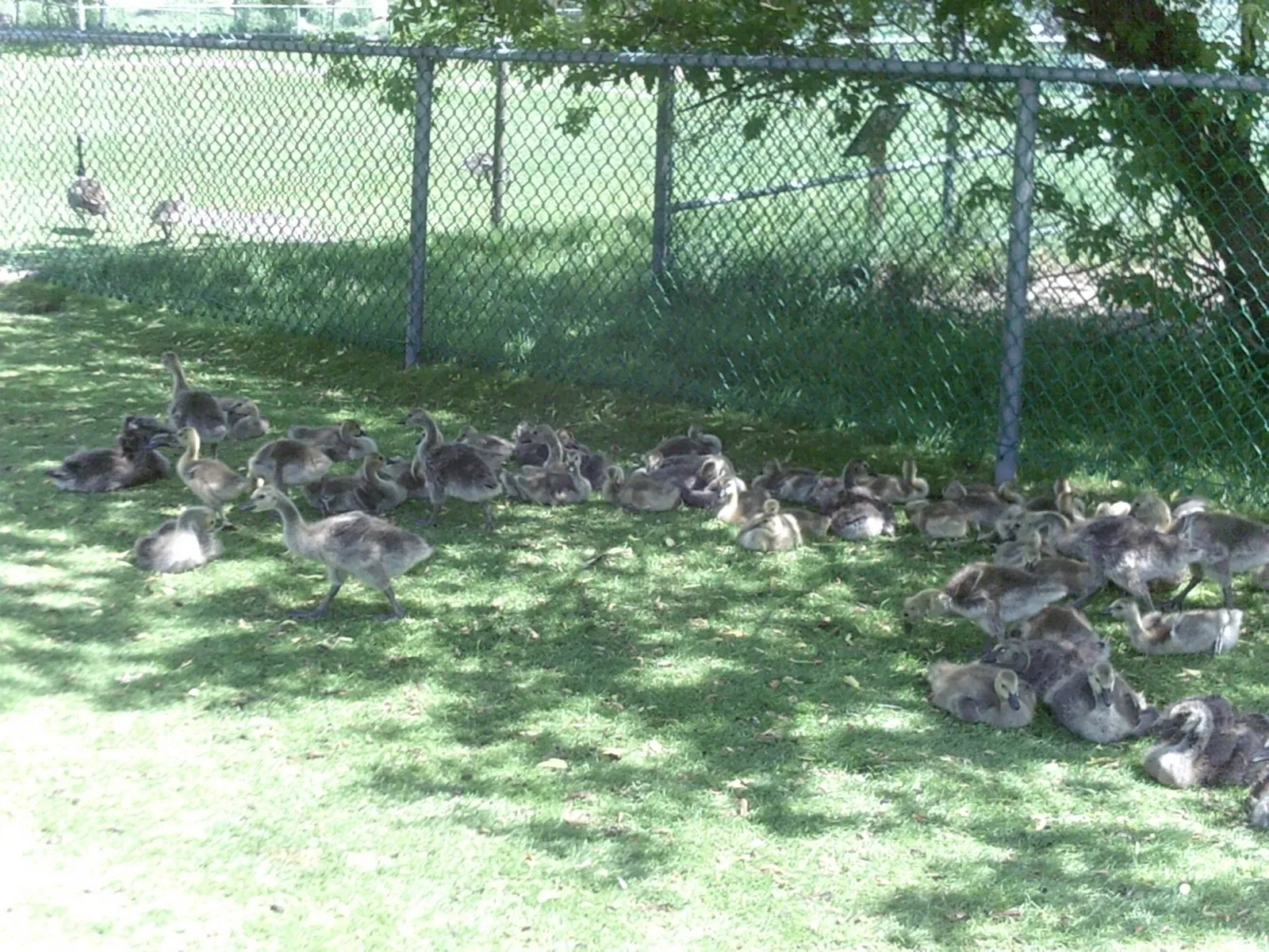 Jungle Cat World Wildlife Park