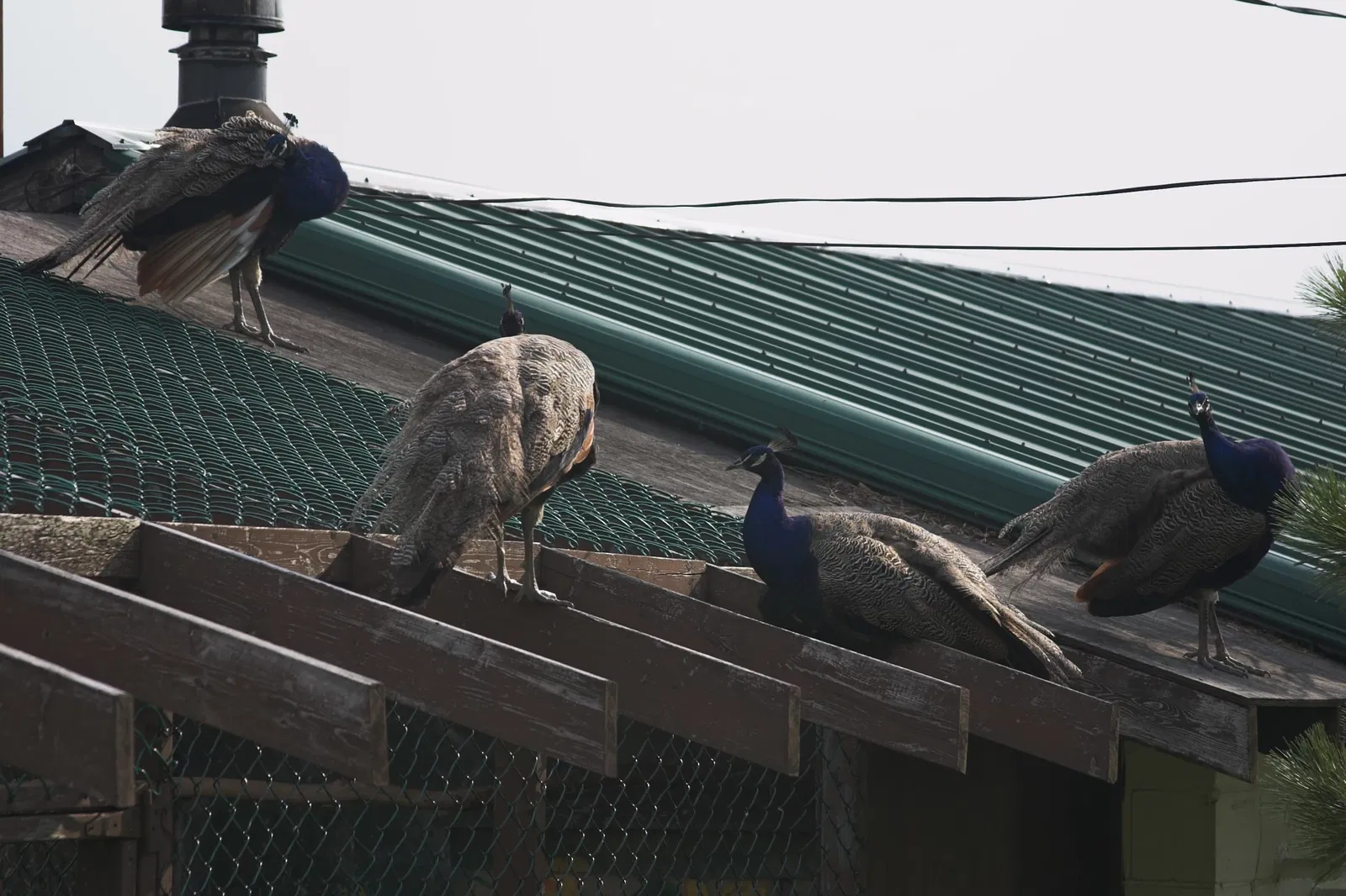 Jungle Cat World Wildlife Park