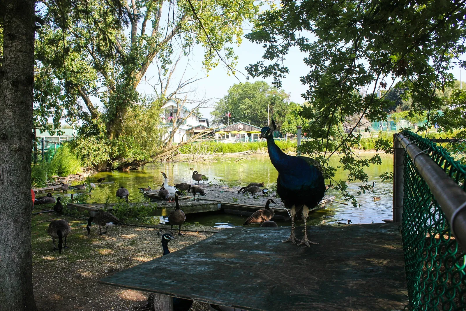 Jungle Cat World Wildlife Park