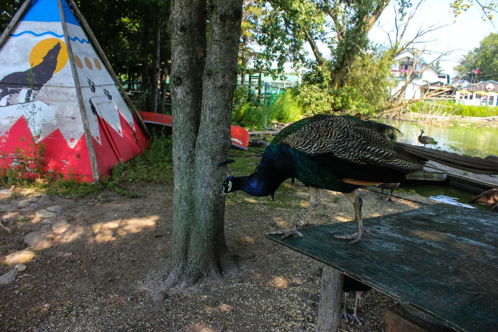 Jungle Cat World Wildlife Park