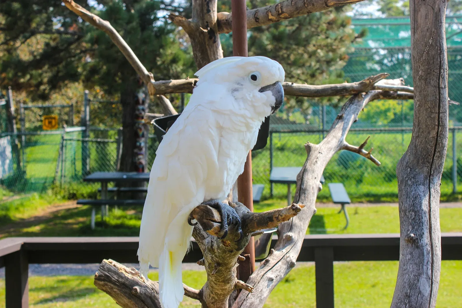 Jungle Cat World Wildlife Park
