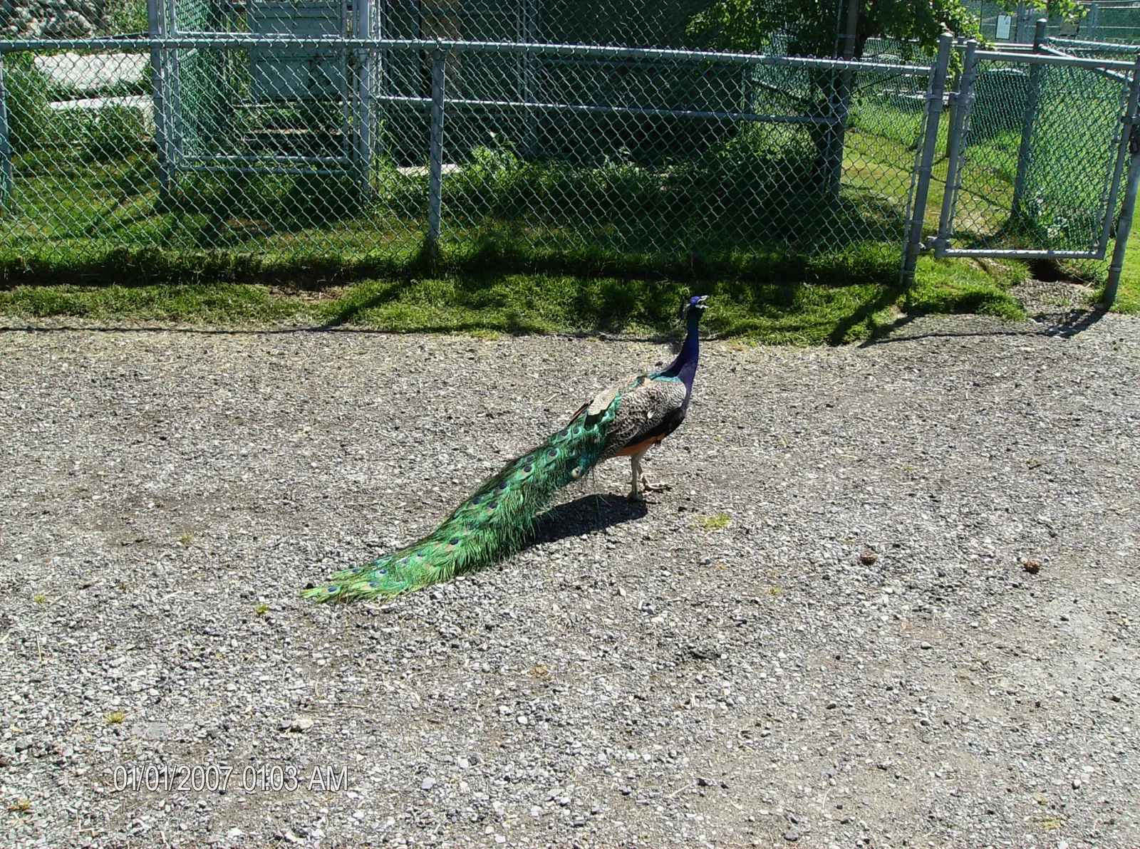 Jungle Cat World Wildlife Park