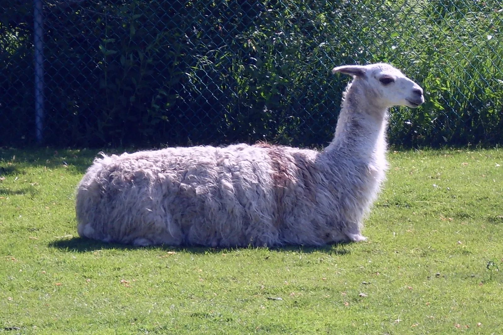 Jungle Cat World Wildlife Park
