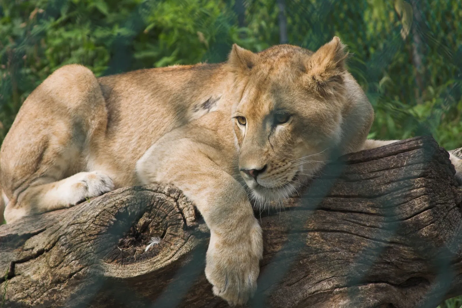 Jungle Cat World Wildlife Park