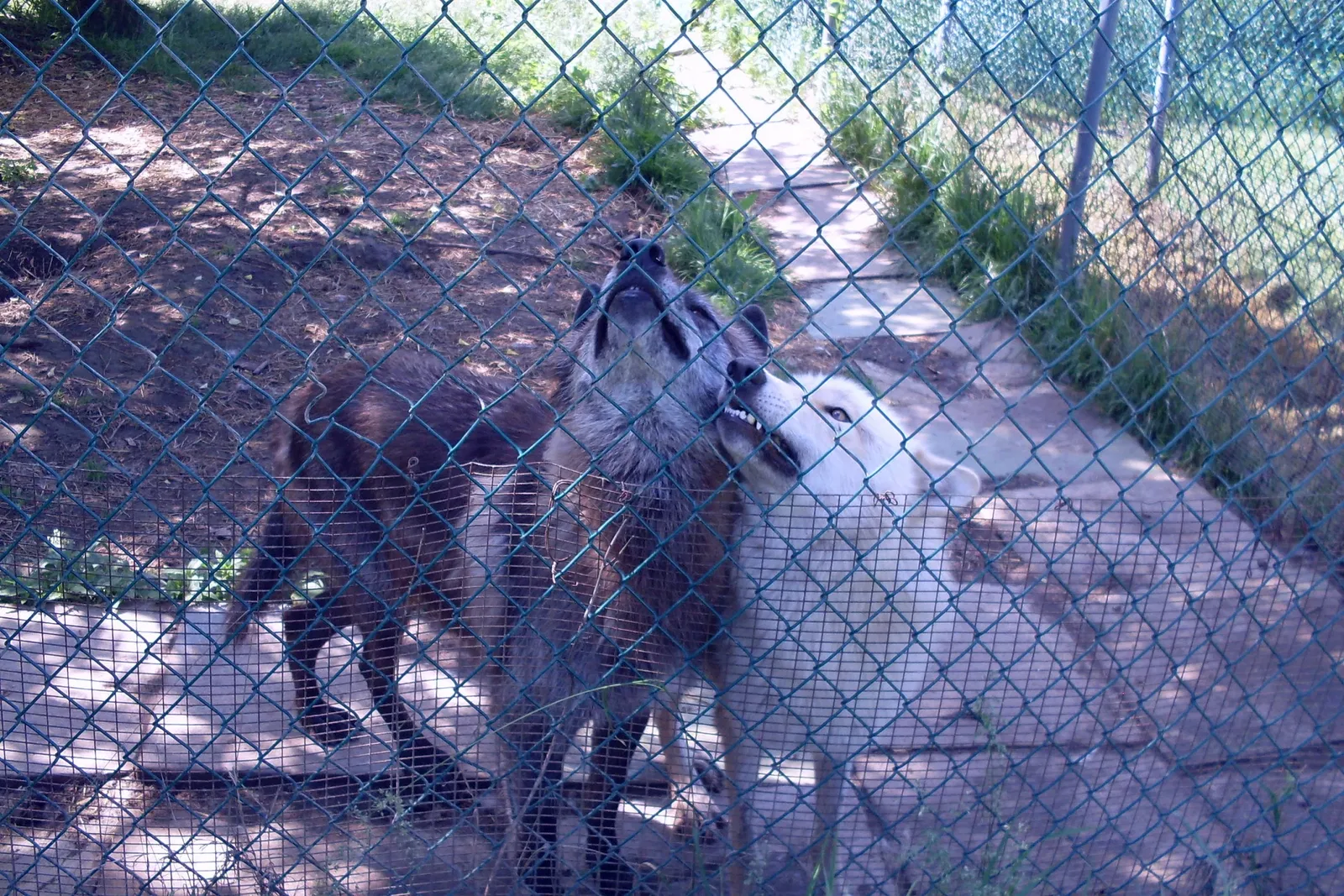 Jungle Cat World Wildlife Park
