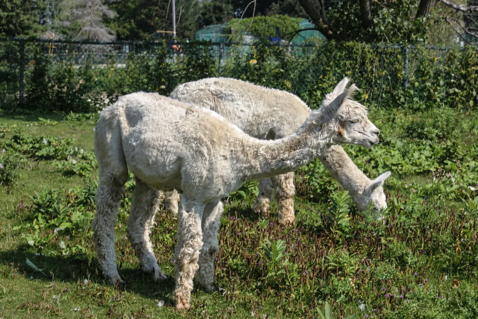 Jungle Cat World Wildlife Park