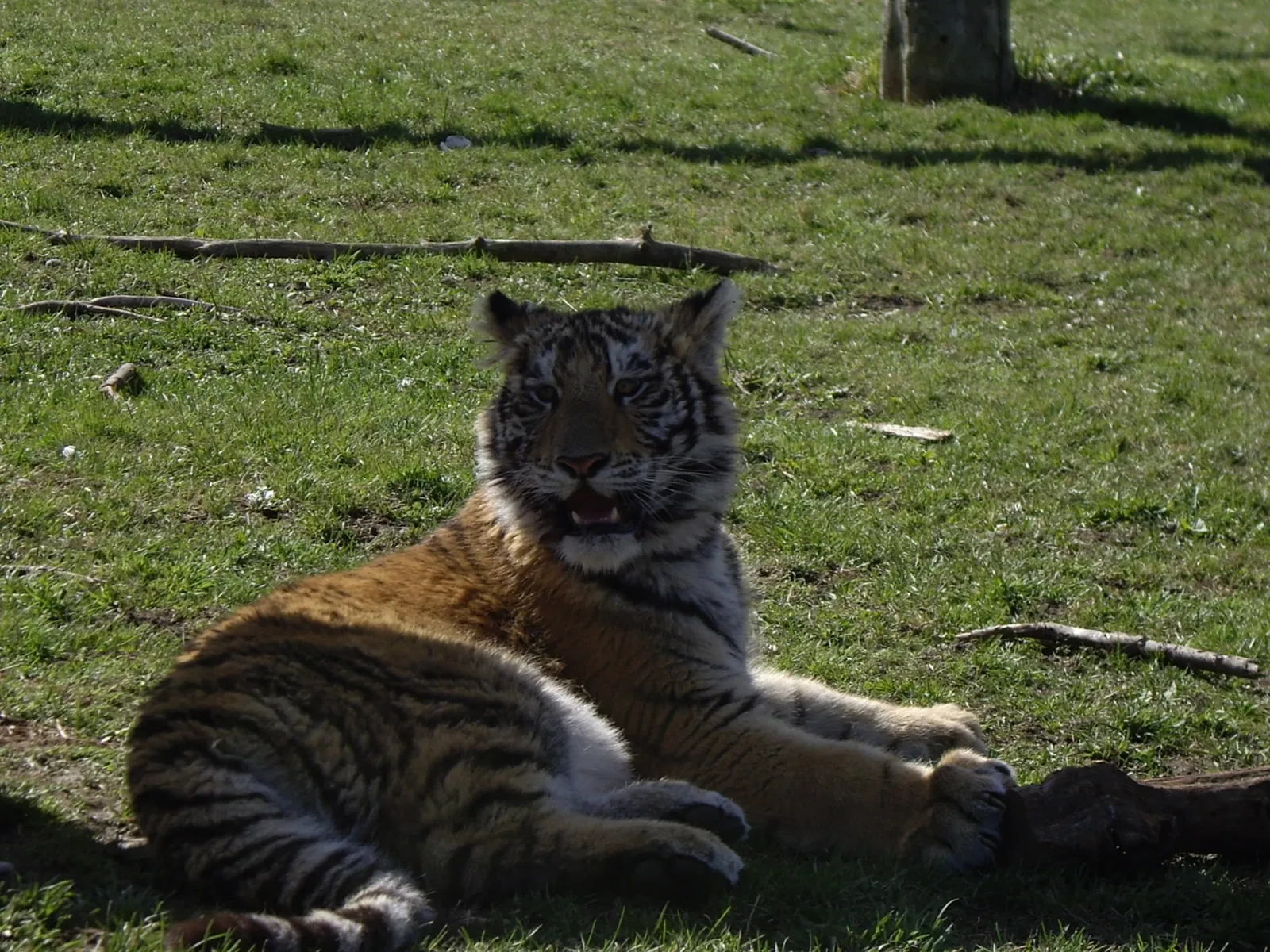 Jungle Cat World Wildlife Park