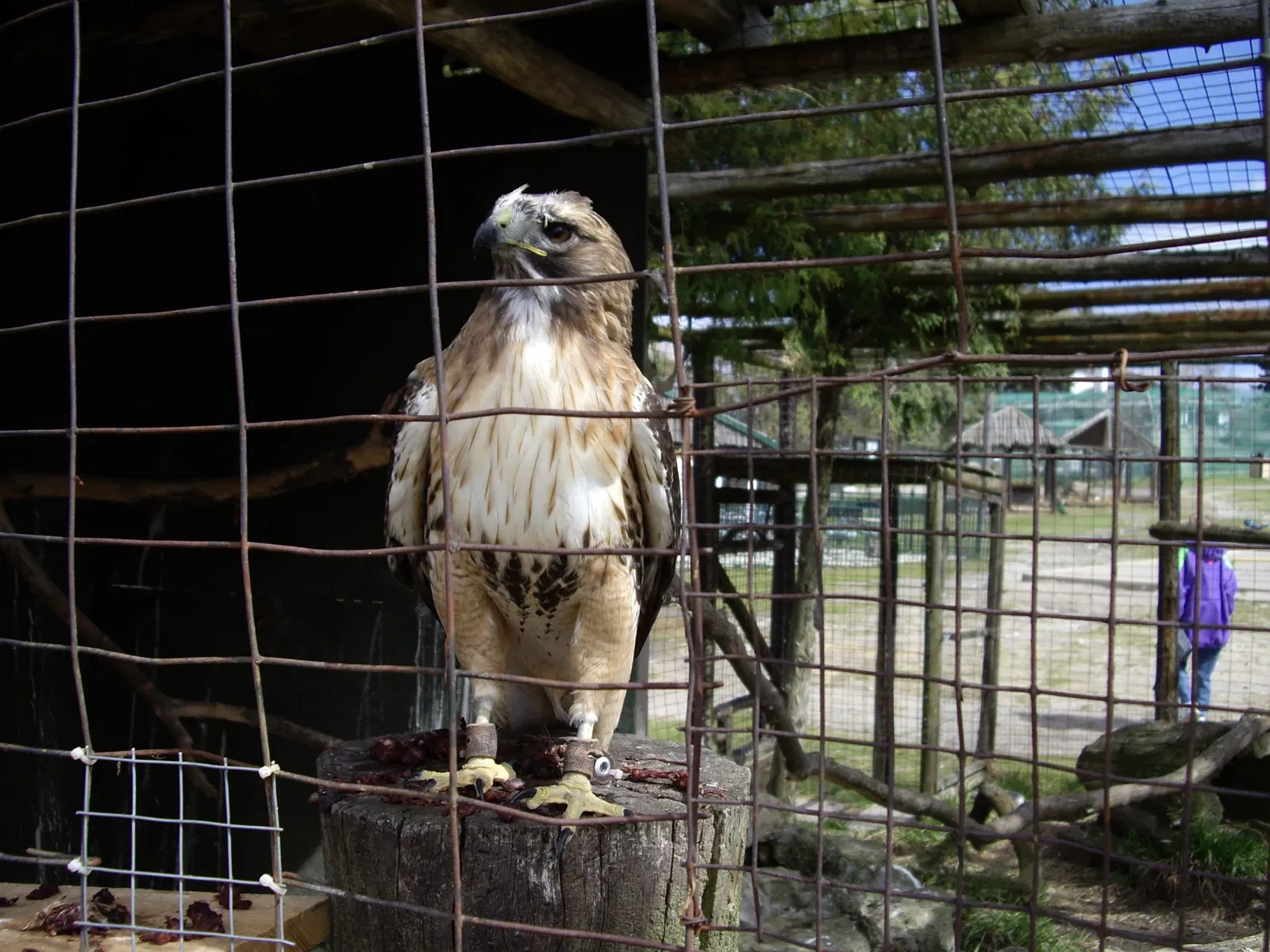 Jungle Cat World Wildlife Park