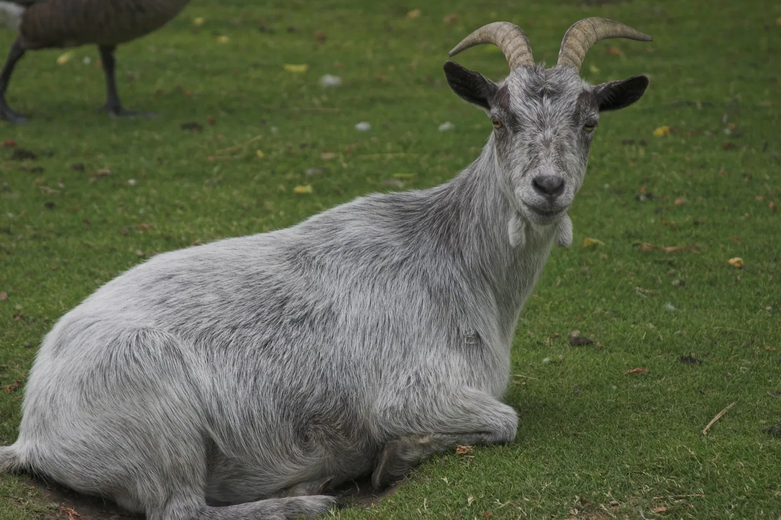 Jungle Cat World Wildlife Park