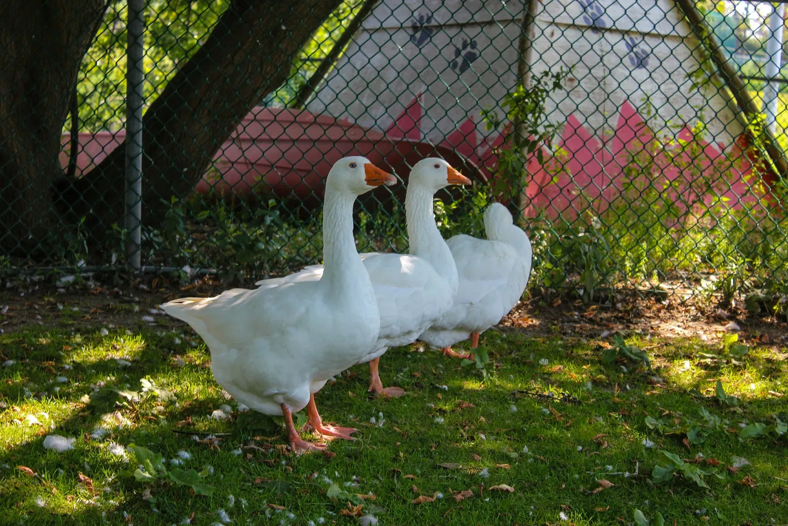 Jungle Cat World Wildlife Park