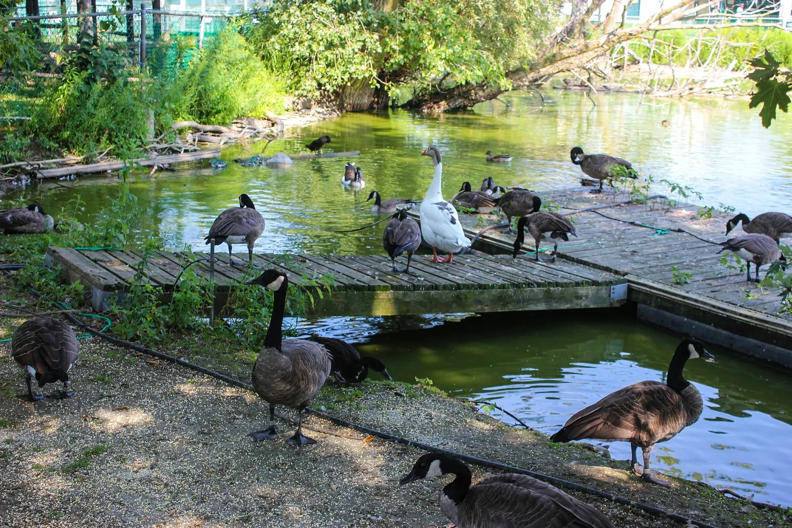 Jungle Cat World Wildlife Park