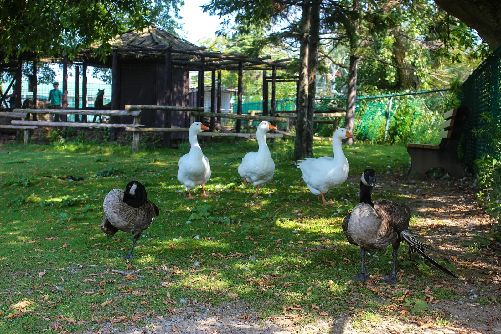 Jungle Cat World Wildlife Park