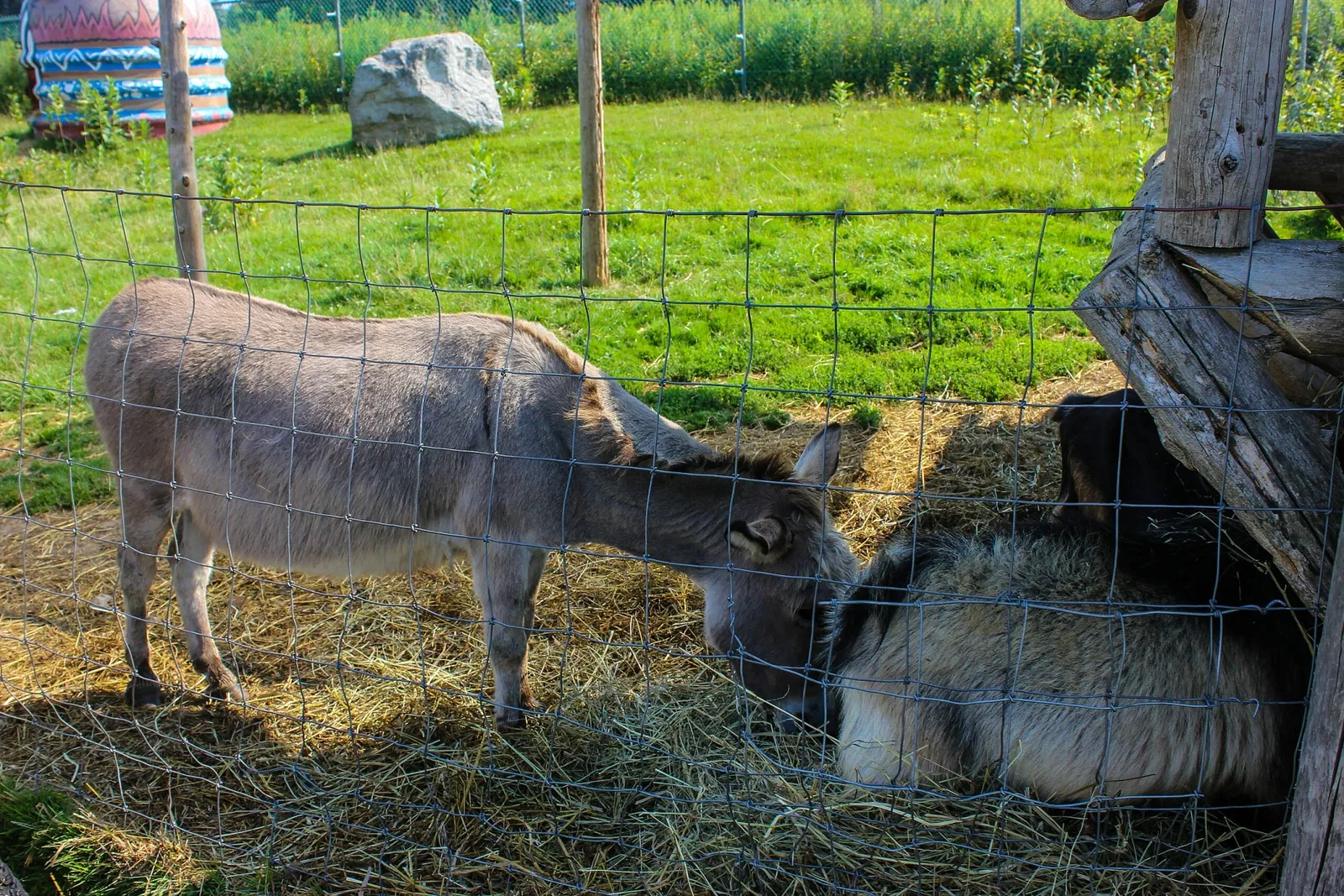 Jungle Cat World Wildlife Park