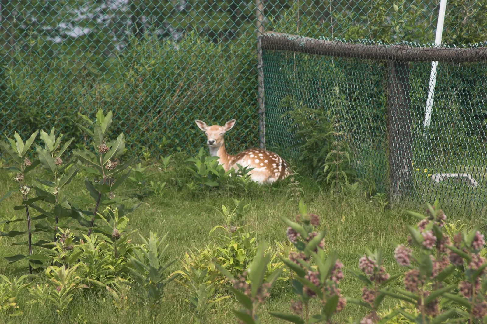 Jungle Cat World Wildlife Park
