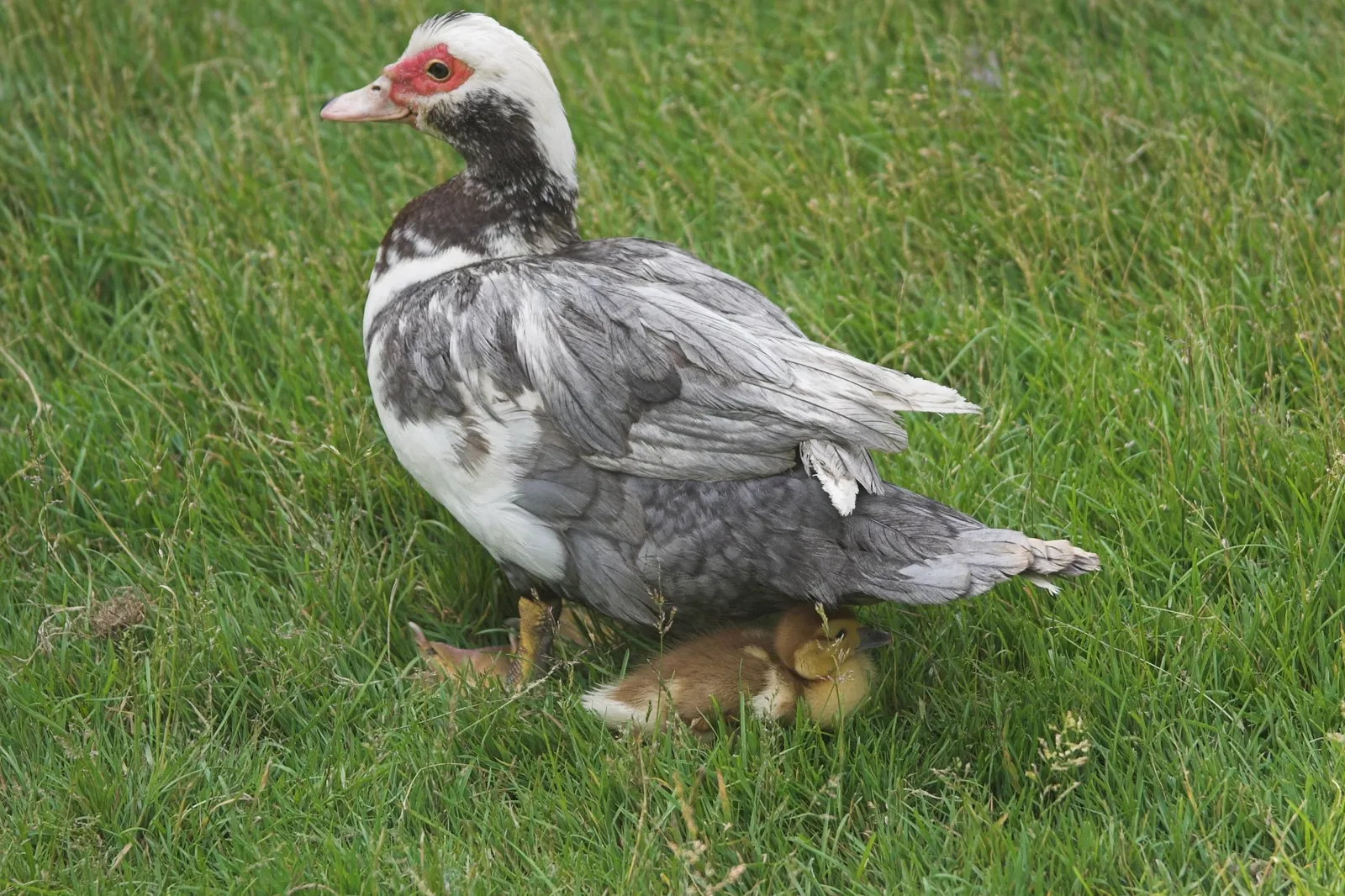 Jungle Cat World Wildlife Park