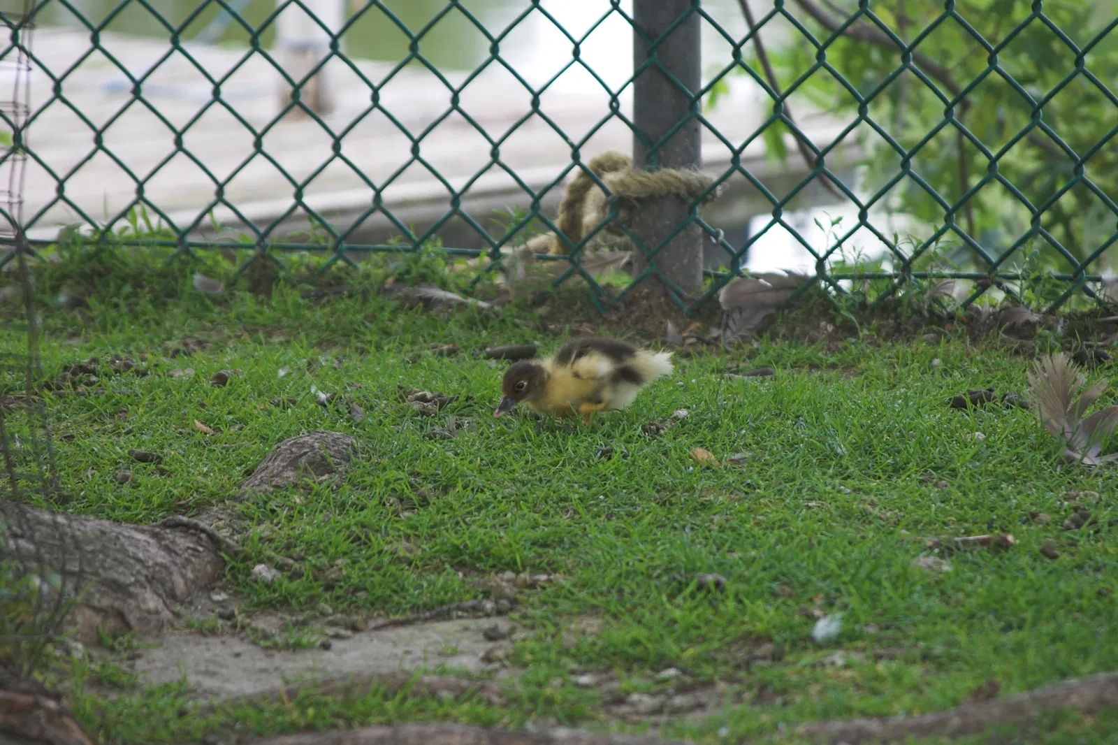 Jungle Cat World Wildlife Park