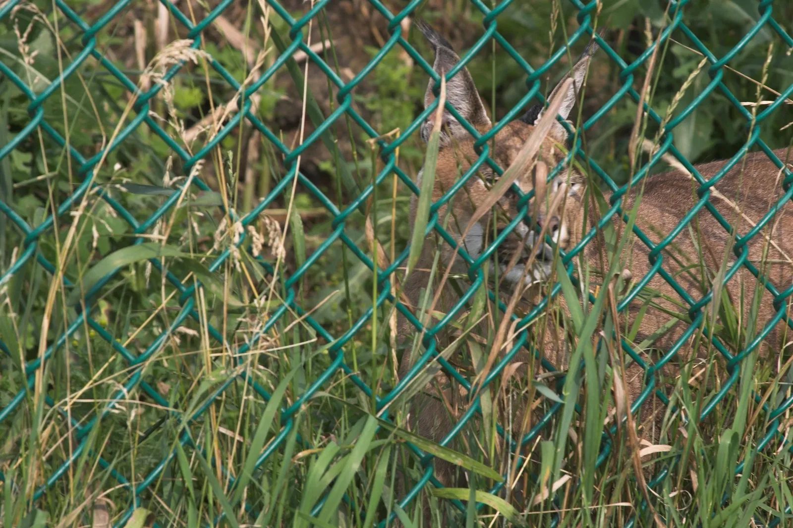 Jungle Cat World Wildlife Park