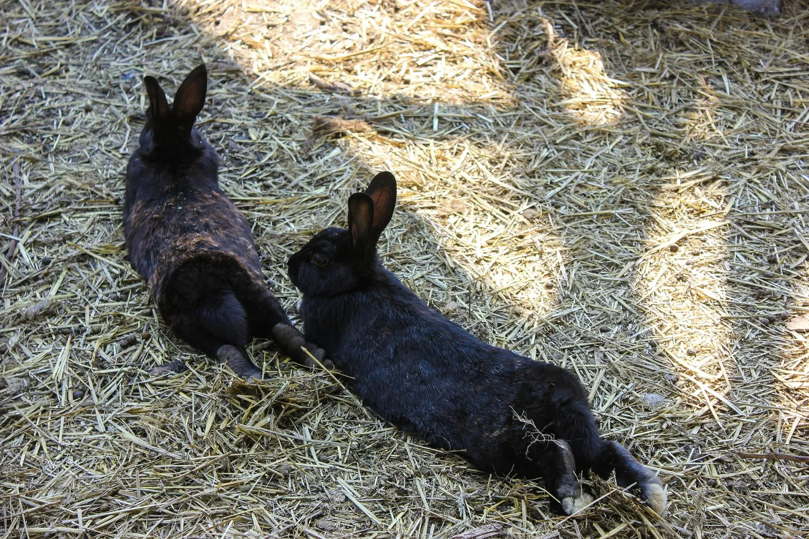 Jungle Cat World Wildlife Park