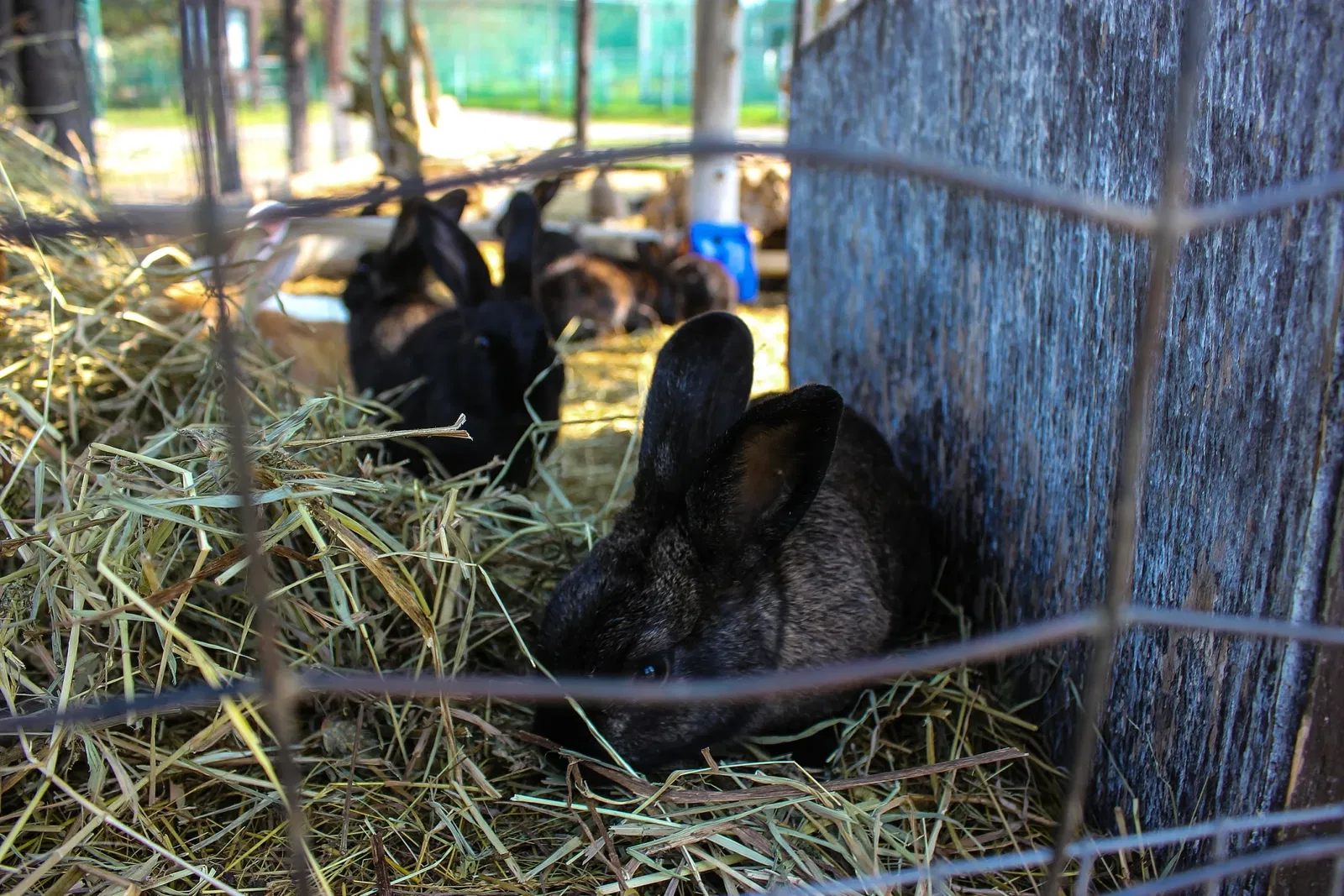 Jungle Cat World Wildlife Park
