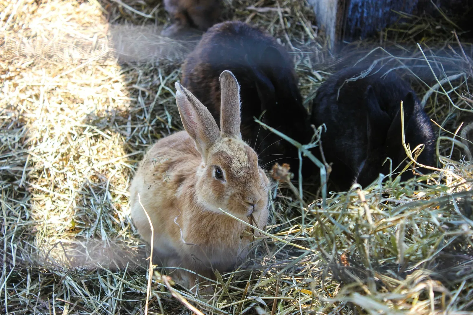 Jungle Cat World Wildlife Park