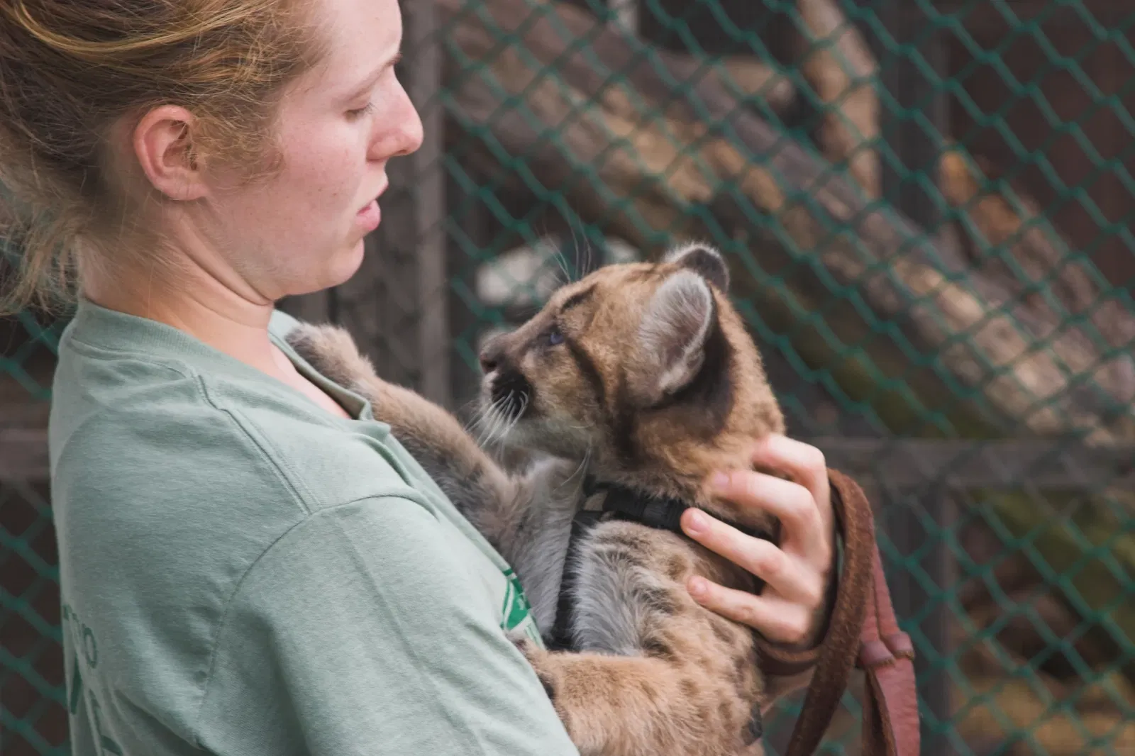 Jungle Cat World Wildlife Park