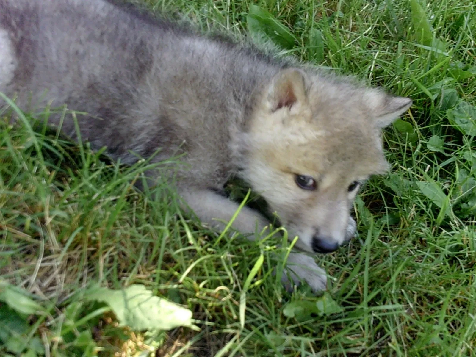 Jungle Cat World Wildlife Park