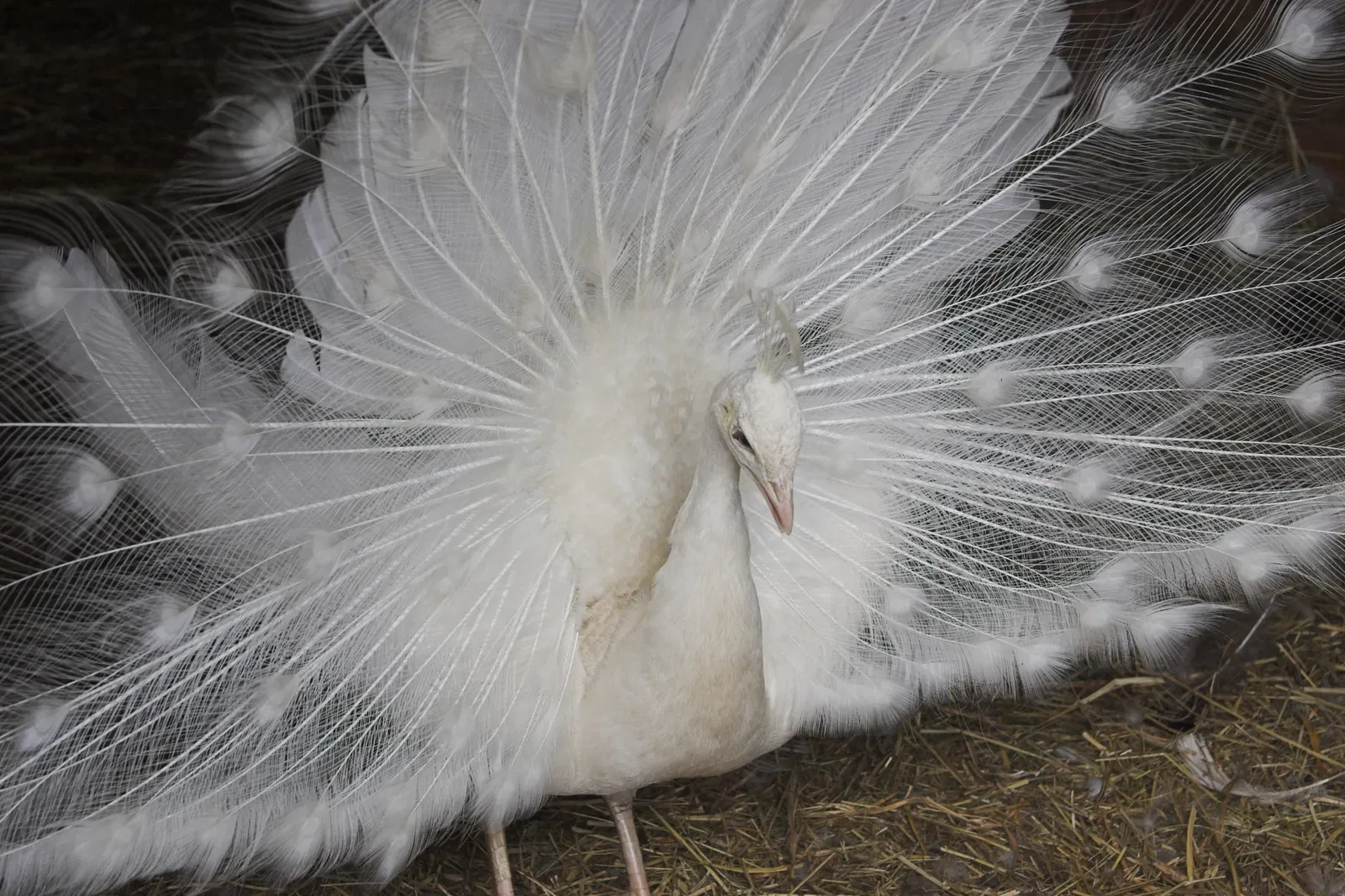 Jungle Cat World Wildlife Park