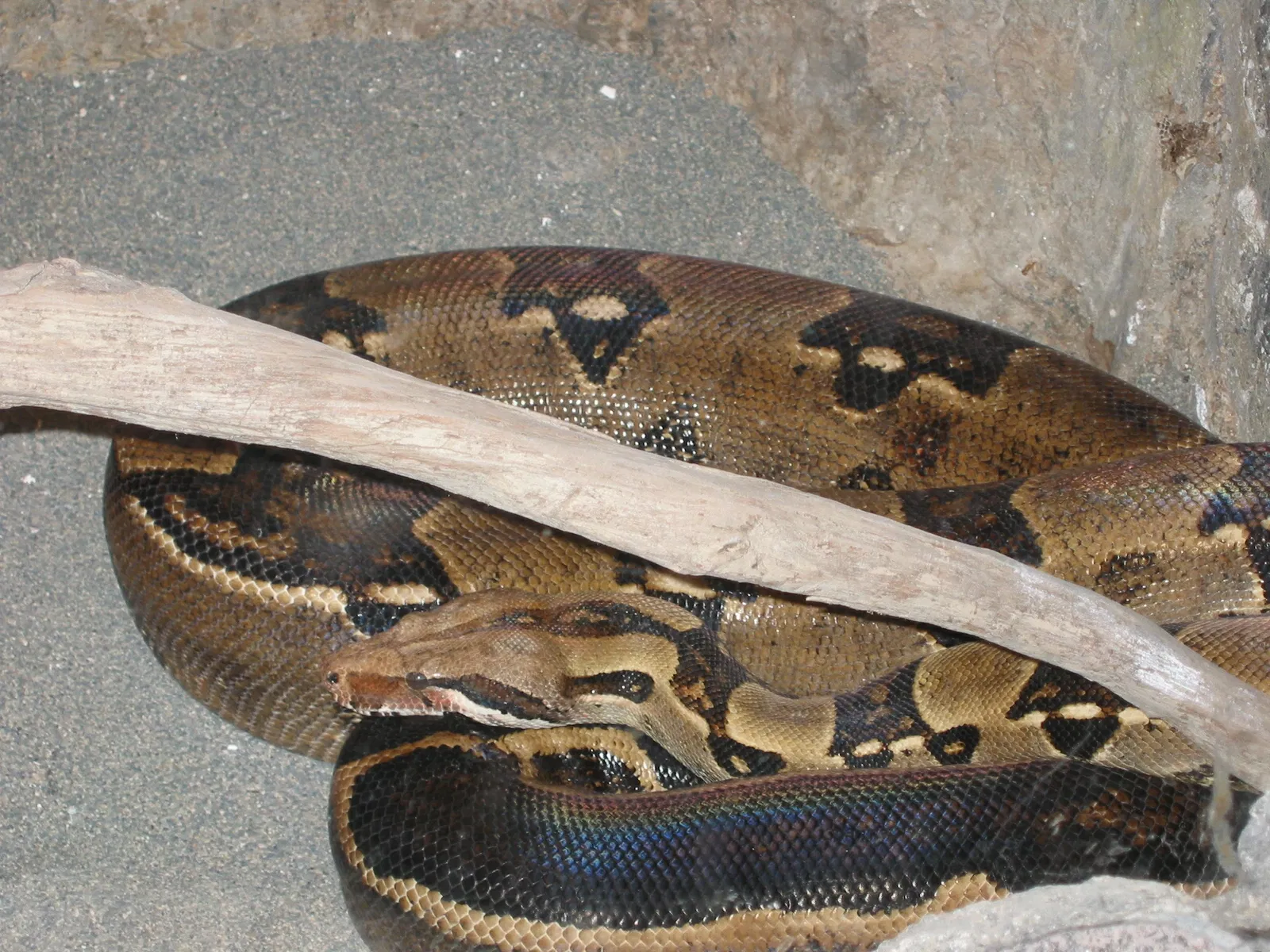 Zoológico de la Gran Vancouver