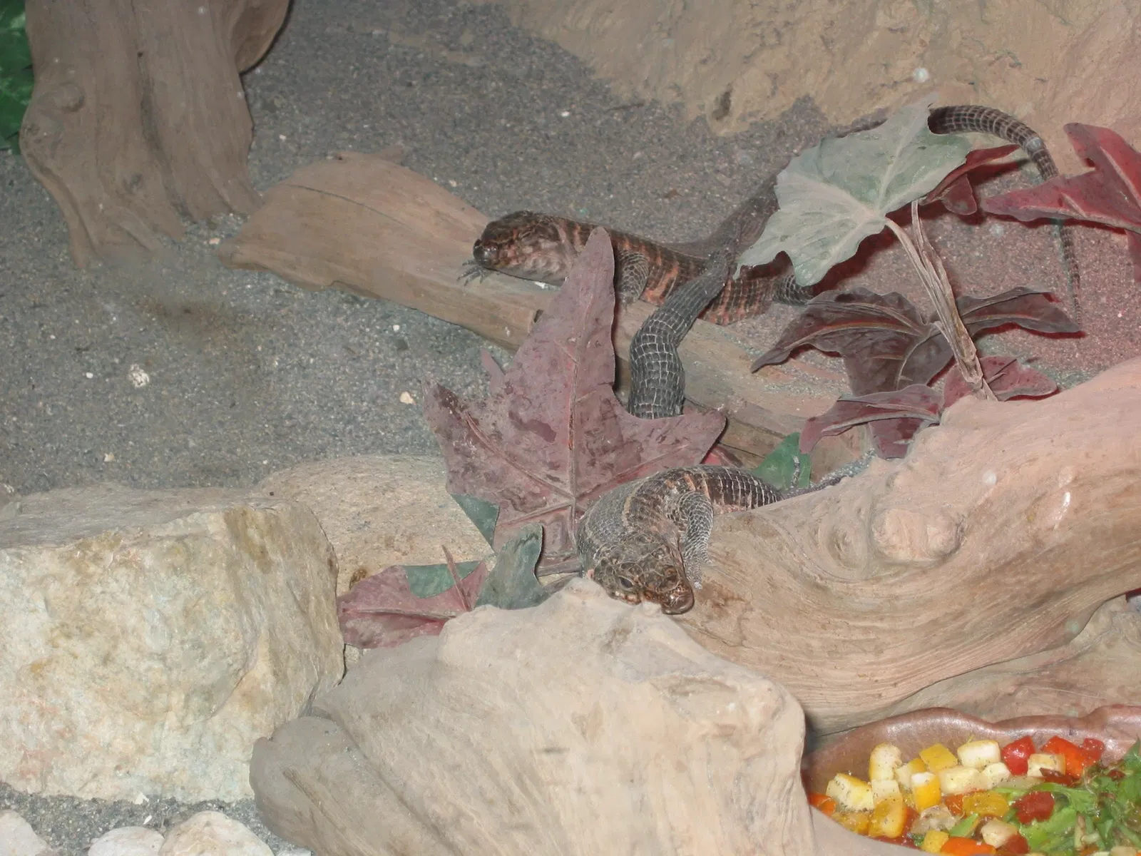 Zoológico de la Gran Vancouver