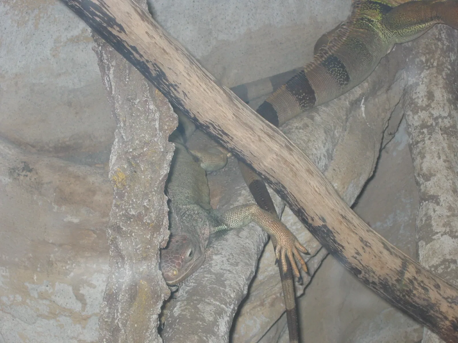 Greater Vancouver Zoo