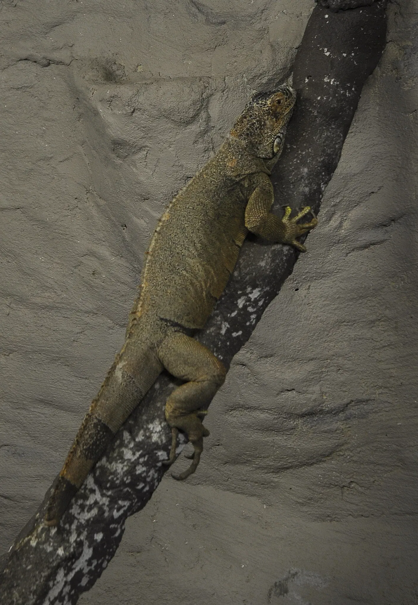 Greater Vancouver Zoo